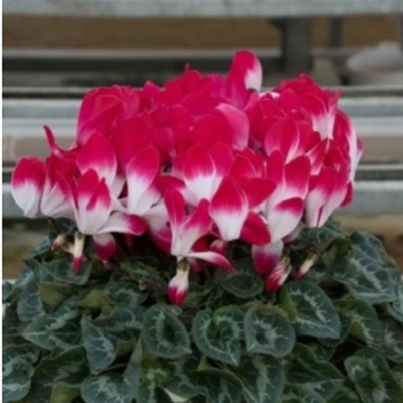 プルマージュシリーズ 鉢 【シクラメン】6号鉢 鉢植え 最高級 花 匠の