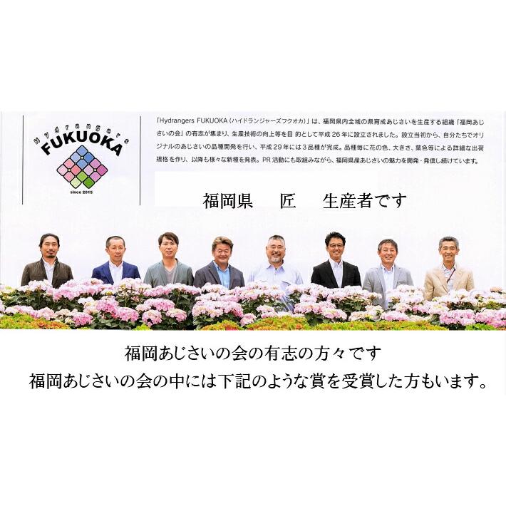 母の日 アジサイ 月虹ピンク 新品種 2026年（福岡県生産者のみ作ること