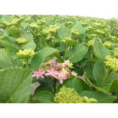 母の日 アジサイ 月虹ピンク 新品種 2025年（福岡県生産者のみ作ること