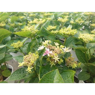 母の日 アジサイ 月虹ピンク 新品種 2026年（福岡県生産者のみ作ること