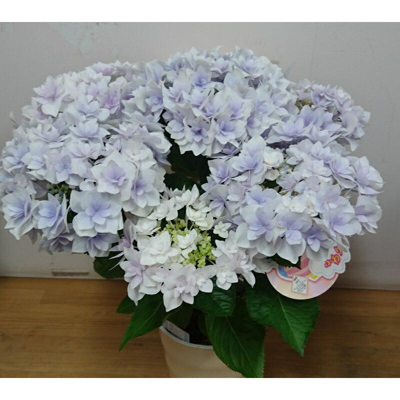 母の日 アジサイ ふわりパープル 22 新品種 希少品種 福岡県育成品種 花とグリーンギフト三本松フラワー 通販 Yahoo ショッピング