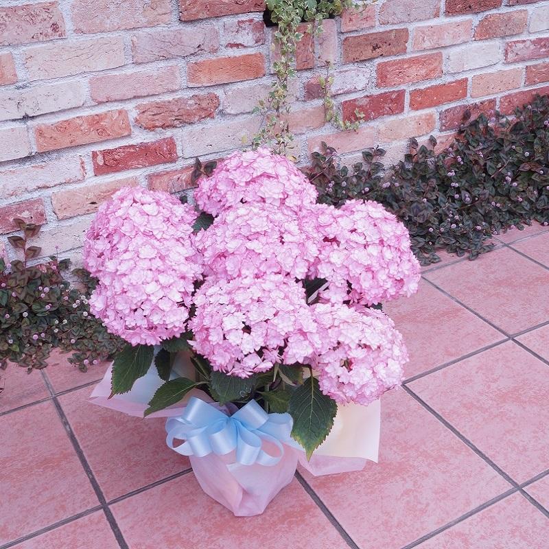 母の日 ひな祭り(ルナ) 花鉢 アジサイ 鉢植え あじさい 2025年 希少