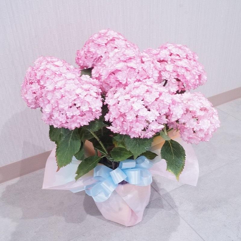 ミモザの蕾とアンティーク紫陽花の春待ちフライングリース　ひな祭り　スターチス ミモザの蕾とアンティーク紫陽花の春待ちフライングリース ひな祭り