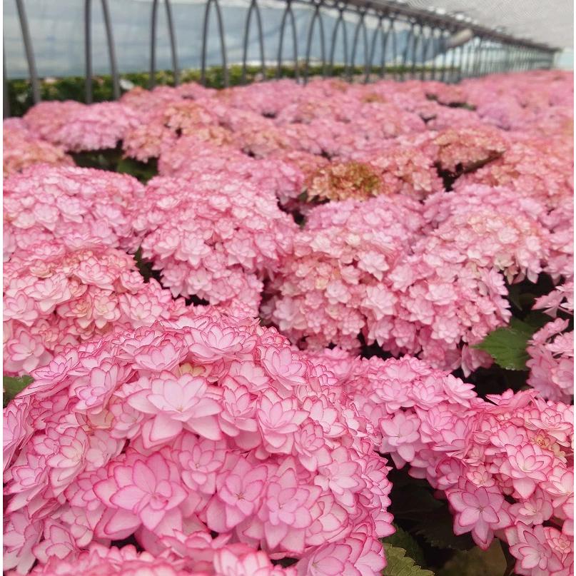 母の日 ひな祭り(ルナ) 花鉢 アジサイ 鉢植え あじさい 2025年 希少