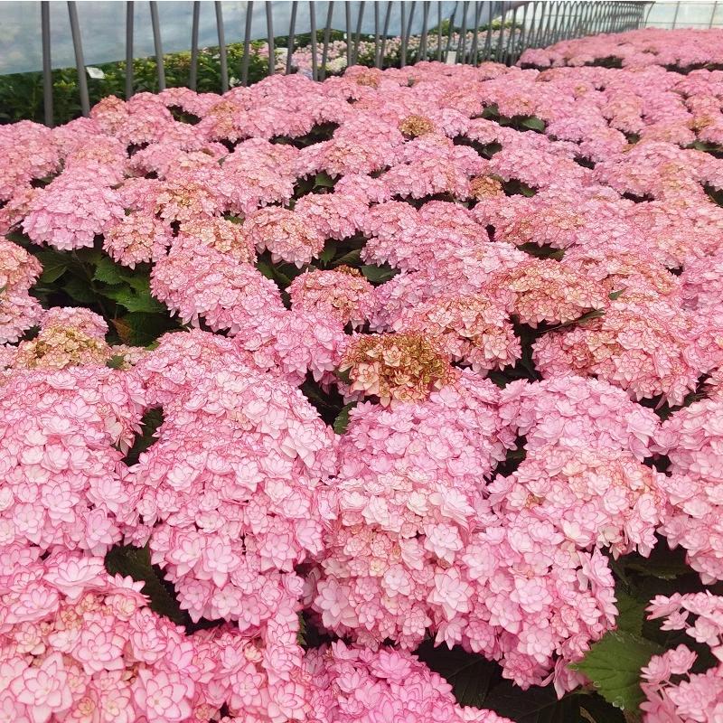 母の日 ひな祭り(ルナ) 花鉢 アジサイ 鉢植え あじさい 2025年 希少