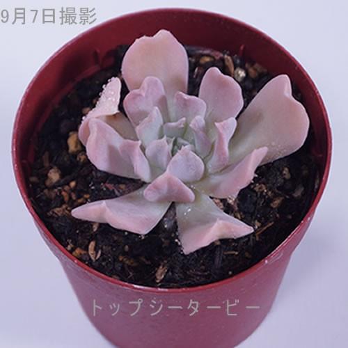 Top【選抜株】多肉植物　360001コーンポッピー　36個　鉢無し/脱土 楽天市場】【当店農場生産】○多肉植物 パキフィツム コーンポピー 7.5