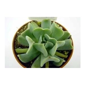 多肉植物 トップシータービー : 花とグリーンギフト三本松フラワー