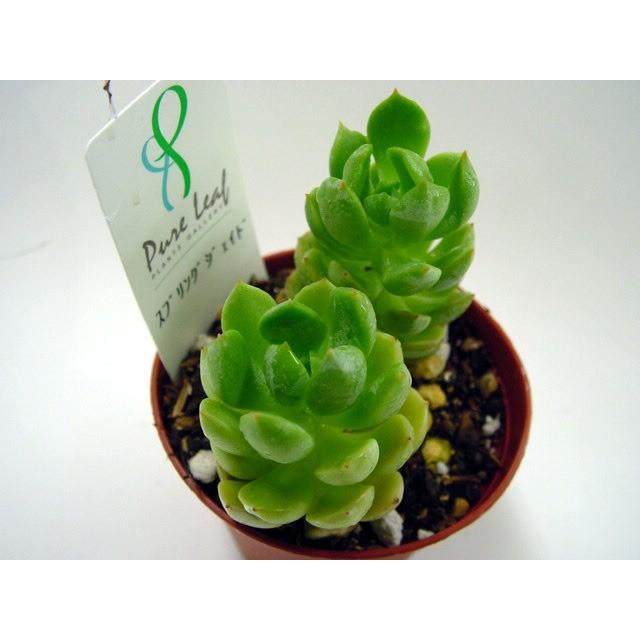 多肉植物【もりもり♡シリーズ】スプリングジェイド