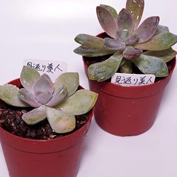 多肉植物 見返り美人 : 花とグリーンギフト三本松フラワー - 通販