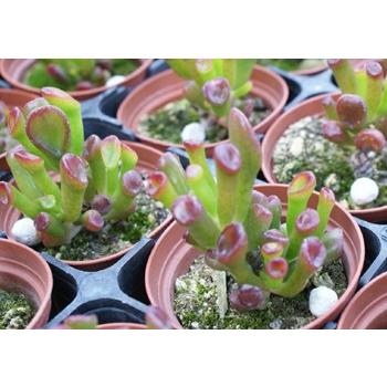 多肉植物 ゴーラム : 花とグリーンギフト三本松フラワー - 通販