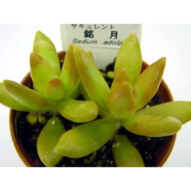 銘月 カット苗 多肉植物 銘月 : 花とグリーンギフト三本松フラワー - 通販 - Yahoo
