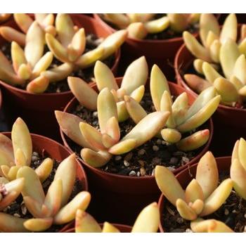 多肉植物 銘月 : 花とグリーンギフト三本松フラワー - 通販 - Yahoo