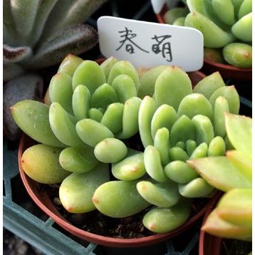 多肉植物 春萌 : 花とグリーンギフト三本松フラワー - 通販 - Yahoo