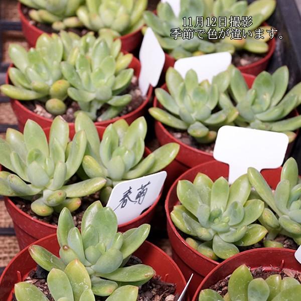 多肉植物 春萌 : 花とグリーンギフト三本松フラワー - 通販 - Yahoo