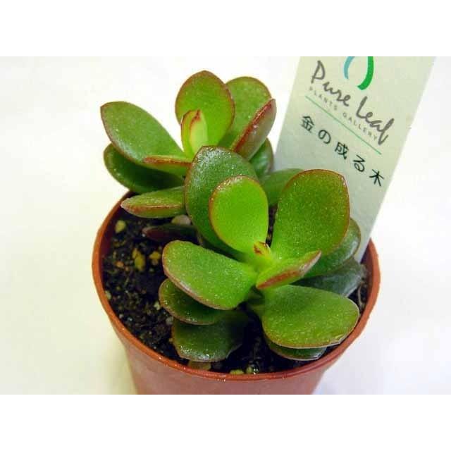 多肉植物 金のなる木 : 花とグリーンギフト三本松フラワー - 通販