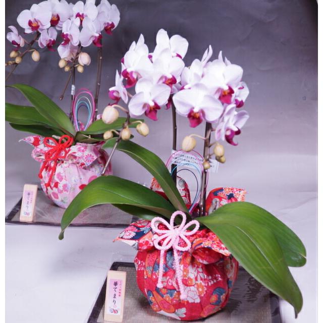 ミディ胡蝶蘭 華手毬 はなてまり 限定商品 数に限りがあります 九州産新鮮高品質胡蝶蘭2本立ち 花とグリーンギフト三本松フラワー 通販 Yahoo ショッピング
