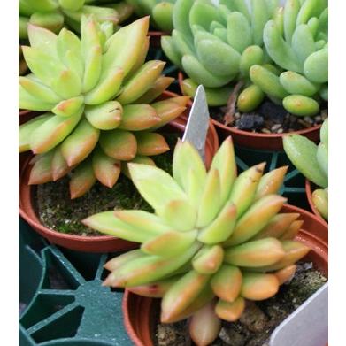 □ 多肉植物 ミモザ・大和錦・モルガンビューティ等 抜き苗 □ 14種類