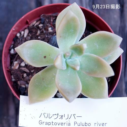 多肉植物 パルヴォリバー 花とグリーンギフト三本松フラワー 通販 Yahoo ショッピング