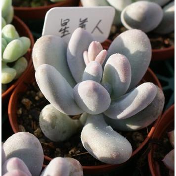 多肉植物 星美人 : 花とグリーンギフト三本松フラワー - 通販 - Yahoo
