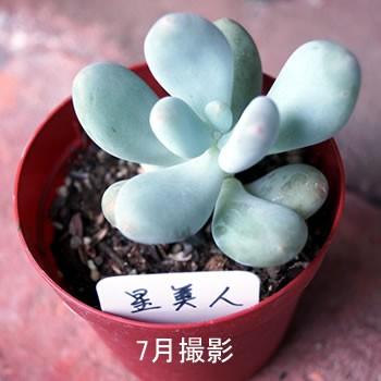 多肉植物 星美人 : 花とグリーンギフト三本松フラワー - 通販 - Yahoo