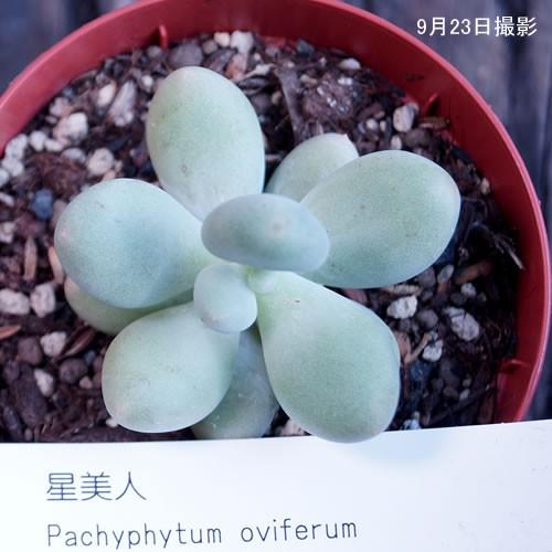 多肉植物 星美人 : 花とグリーンギフト三本松フラワー - 通販 - Yahoo