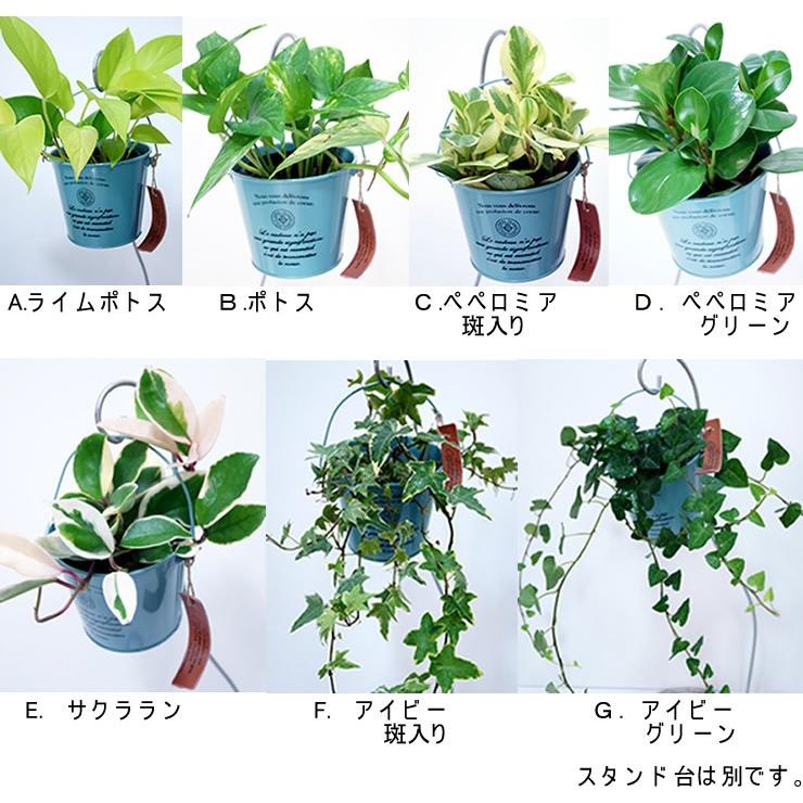 7種類から選べるミニ観葉植物安いセット売りブリキ器込販売 花とグリーンギフト三本松フラワー 通販 Yahoo ショッピング