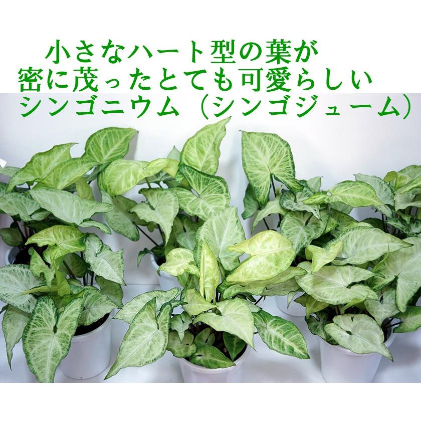 シンゴニウム シンゴジューム シンゴニューム 花とグリーンギフト三本松フラワー 通販 Yahoo ショッピング