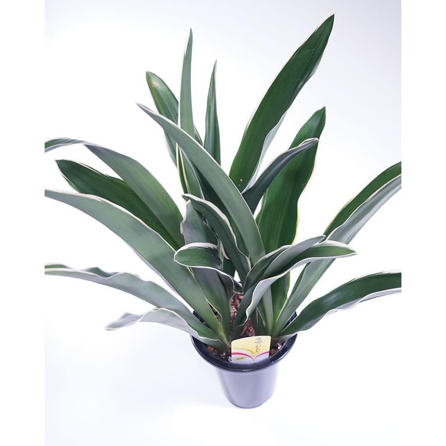 万年青 オモト 有田のオモト5 5寸鉢 都城 まわりに斑入り 貴重品 花とグリーンギフト三本松フラワー 通販 Yahoo ショッピング