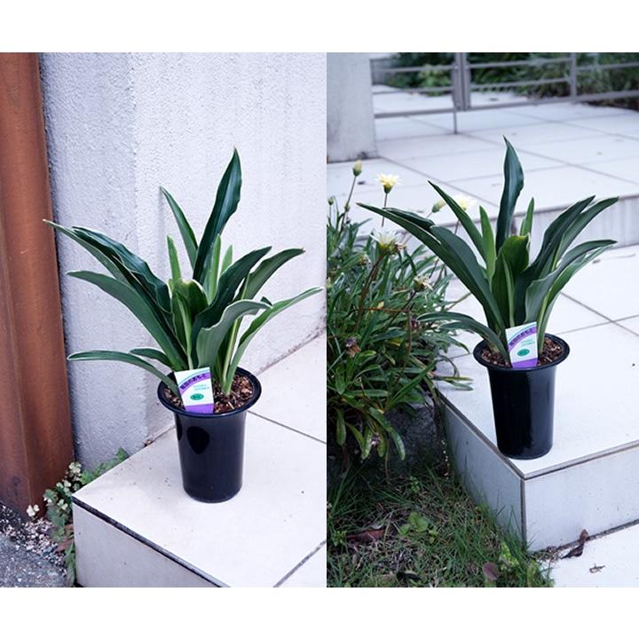 都城オモト 万年青 みやこのじょう おもと まんねんあおい植物 : 花と