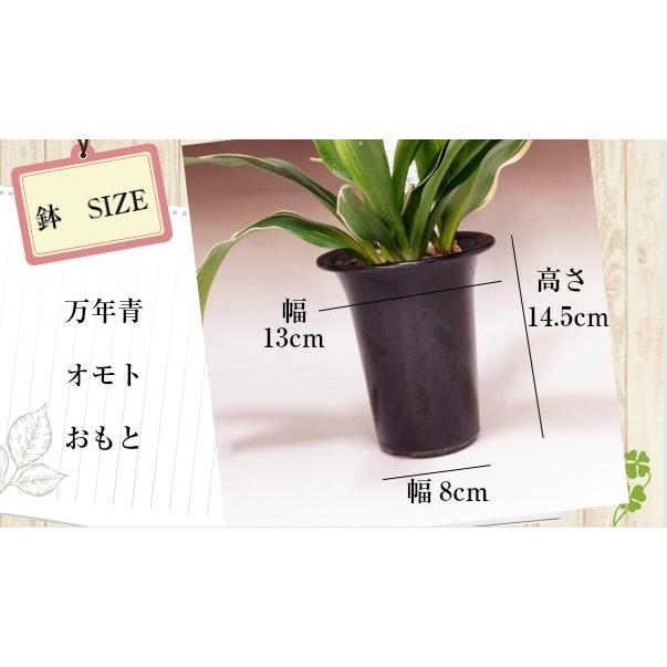 都城オモト 万年青 みやこのじょう おもと まんねんあおい植物 : 花と