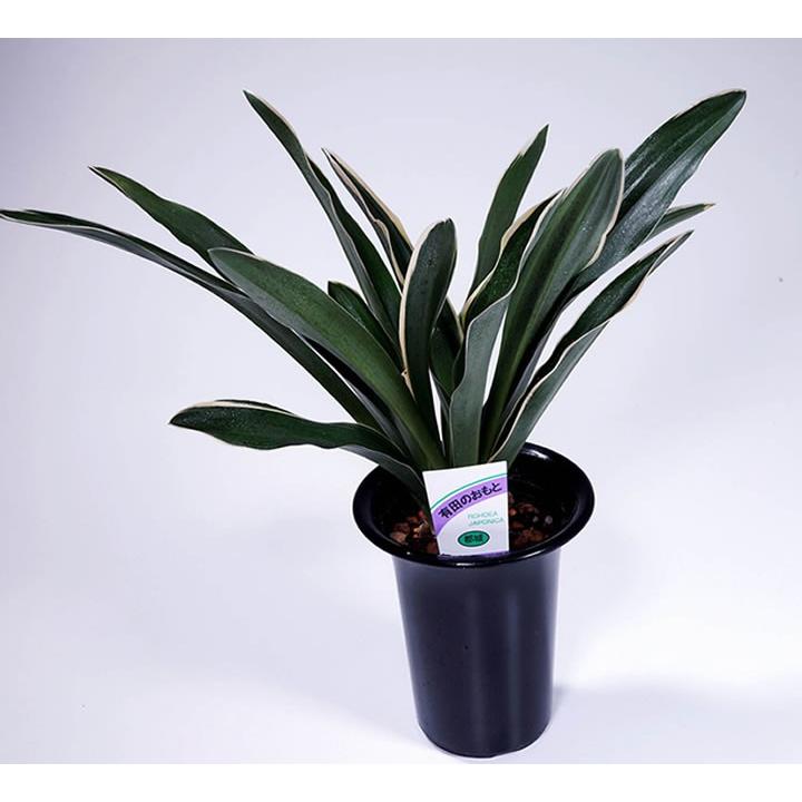 都城オモト 万年青 みやこのじょう おもと まんねんあおい植物 : 花と