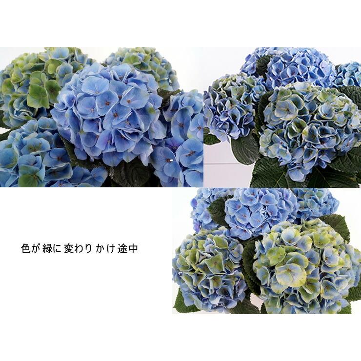 母の日 アジサイ シーアン 西安 虹色アジサイ 秋色 西安 シーアン 秋まで長く楽しめる秋色 虹色 アジサイ Mother10 4 花とグリーンギフト三本松フラワー 通販 Yahoo ショッピング