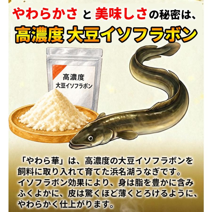 浜名湖うなぎ 特大蒲焼 やわら華 約200g×3尾 国産 静岡産 無添加 ふっくら柔らか めすうなぎ 送料無料_3