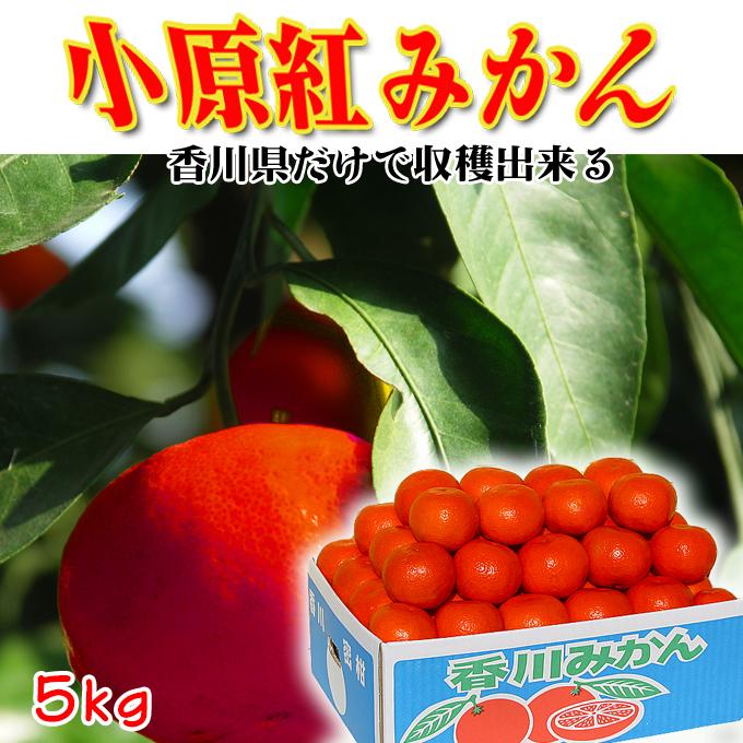 2025年12月〜発送分】香川県産 /特秀品ザ・クラス小原紅早生 2025年12月〜発送分】香川県産 /特秀品ザ・クラス小原紅早生