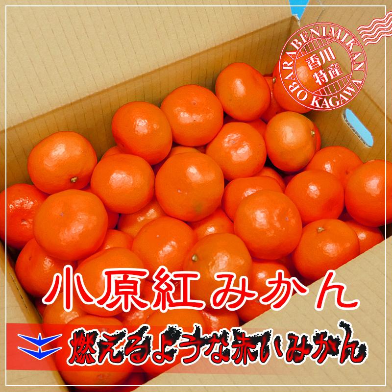 2025年12月〜発送分】香川県産 /特秀品ザ・クラス小原紅早生 2025年12月〜発送分】香川県産 /特秀品ザ・クラス小原紅早生