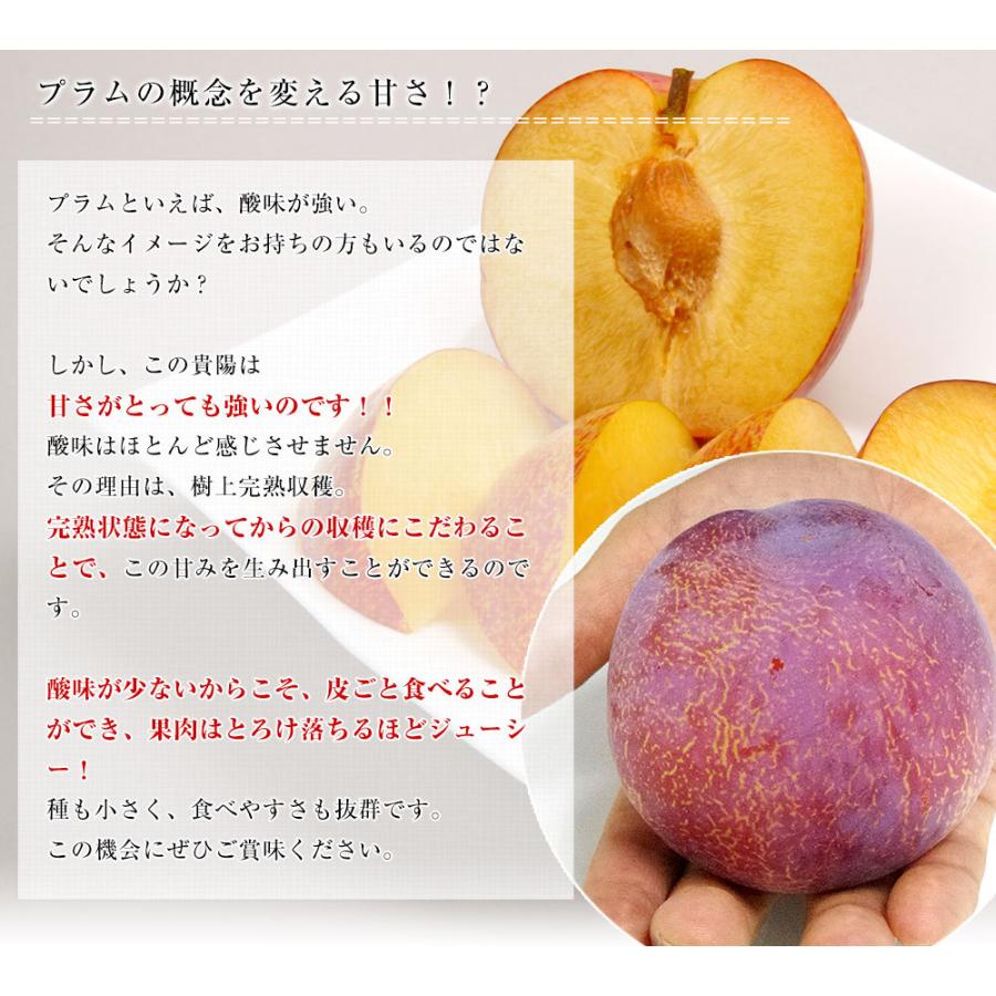 山梨県より産地直送 Jaふえふき御坂支所 貴陽 約1 8キロ 6玉から8玉 大玉厳選 送料無料 すもも スモモ プラム 李 欲しいの