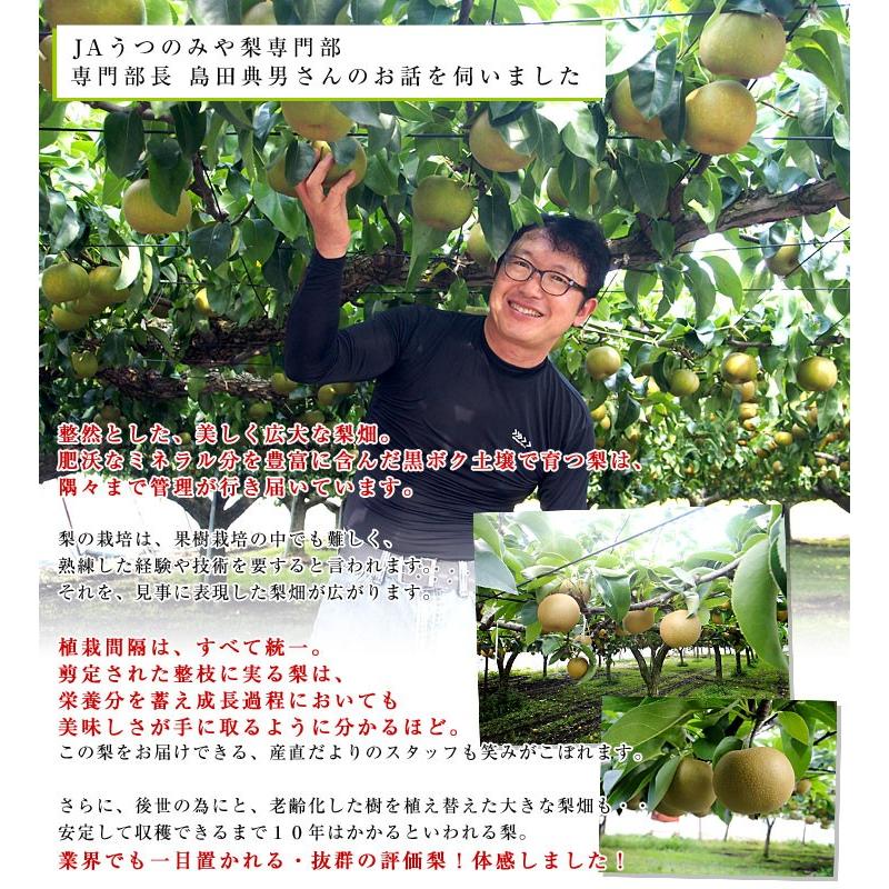 栃木県より産地直送 JAうつのみやの梨 糖度13度以上の特秀 プレミアム