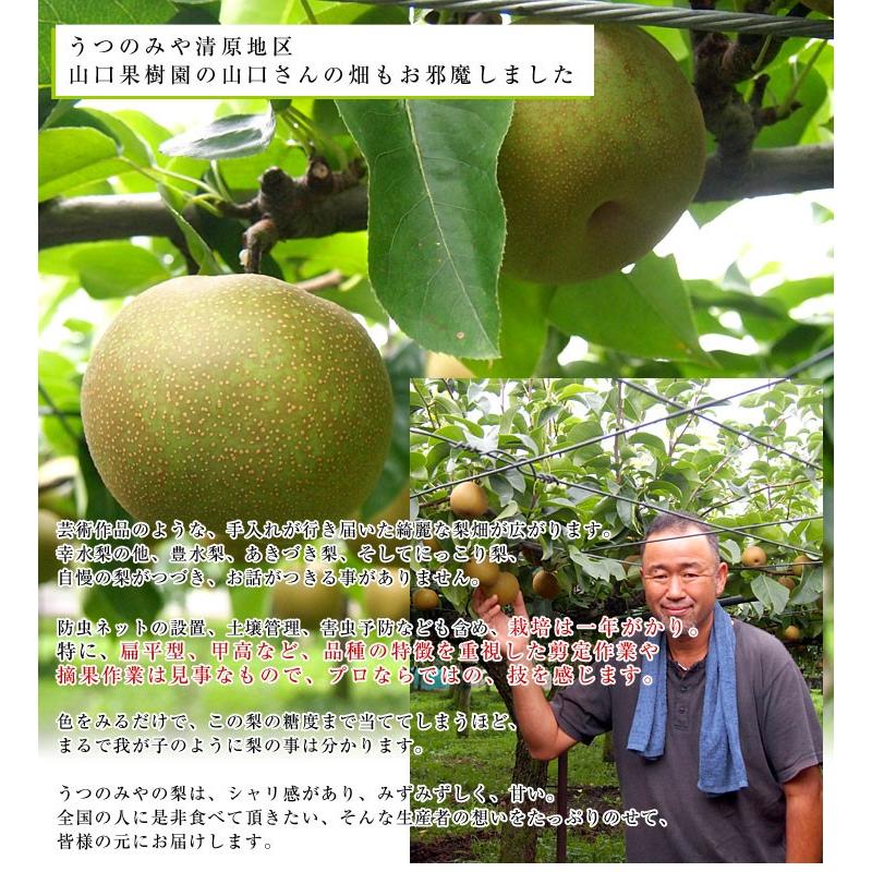 栃木県より産地直送 JAうつのみやの梨 糖度13度以上の特秀 プレミアム13 約5キロ (9玉から16玉) 送料無料　なし ナシ