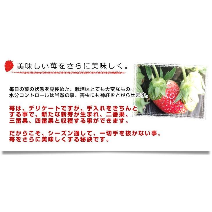 送料無料 栃木県より産地直送 渡辺さんちのtちゃんいちご 栃乙女 350g以上 3lサイズ 9粒から15粒 苺 イチゴ 送料無料 クール便発送 産直だより 通販 Yahoo ショッピング