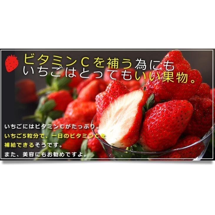 栃木県より産地直送 渡辺さんちのTちゃんいちご(とちあいか) 500g以上 （Lから特大:不揃い） 苺 イチゴ いちご ストロベリー 送料無料 クール便発送｜sanchokudayori｜11