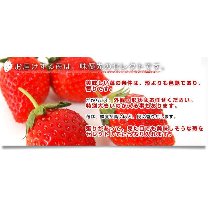 栃木県より産地直送 渡辺さんちのTちゃんいちご(とちあいか 栃木県より産地直送 渡辺さんちのTちゃんいちご(とちあいか