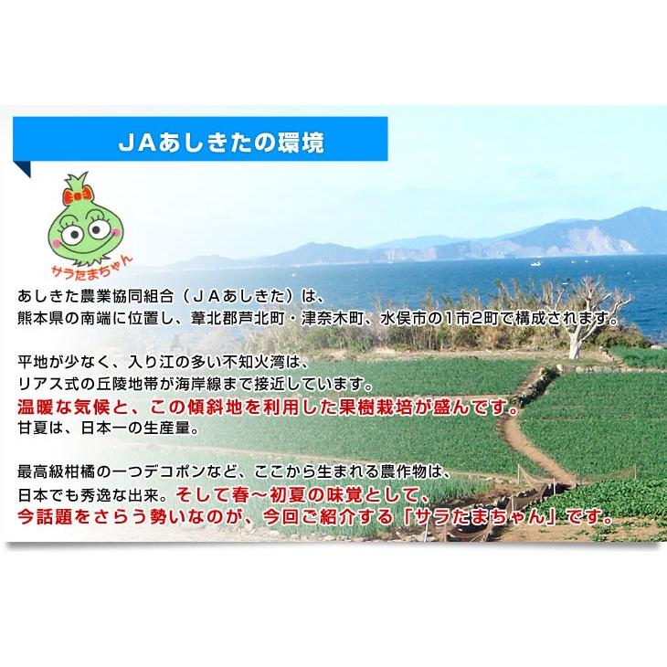 熊本県より産地直送 JAあしきた サラたまちゃん 規格外 (訳あり品) 約