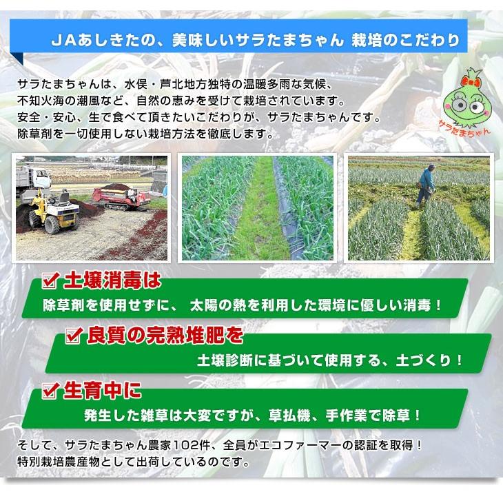 熊本県より産地直送 JAあしきた サラたまちゃん 規格外 (訳あり 熊本県より産地直送 JAあしきた サラたまちゃん 規格外 (訳あり