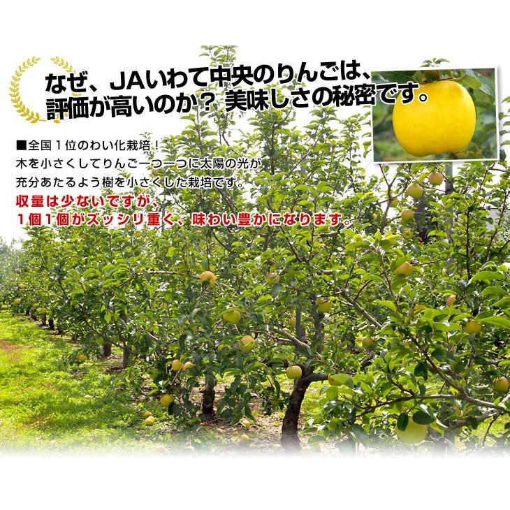 送料無料 岩手県より産地直送 JAいわて中央 こうこう 5キロ (14玉から20玉) 林檎 りんご リンゴ|sanchokudayori|06