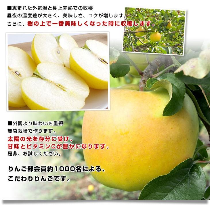 送料無料 岩手県より産地直送 JAいわて中央 こうこう 5キロ (14玉から20玉) 林檎 りんご リンゴ|sanchokudayori|07