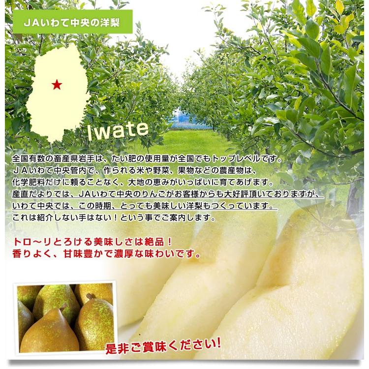 岩手県より産地直送 JAいわて中央 洋梨 ラフランス 5キロ(12 玉から18