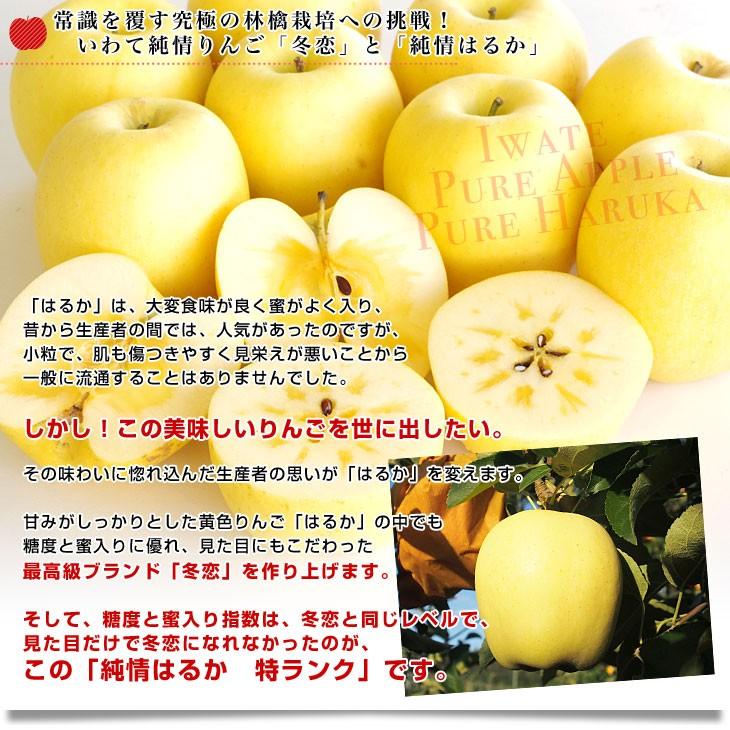 岩手県より産地直送 JA全農いわて いわて純情りんご 純情はるか 5キロ ご家庭用冬恋 (16玉から25玉) 林檎 りんご リンゴ|sanchokudayori|03