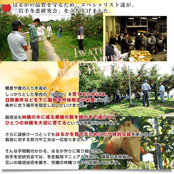 岩手県より産地直送 JA全農いわて いわて純情りんご 純情はるか 5キロ ご家庭用冬恋 (16玉から25玉) 林檎 りんご リンゴ|sanchokudayori|05