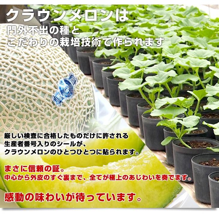 静岡県より産地直送 静岡県温室農業協同組合クラウンメロン支所 クラウンメロン 白 7.5キロ (6玉) 送料無料 メロン めろん|sanchokudayori|03