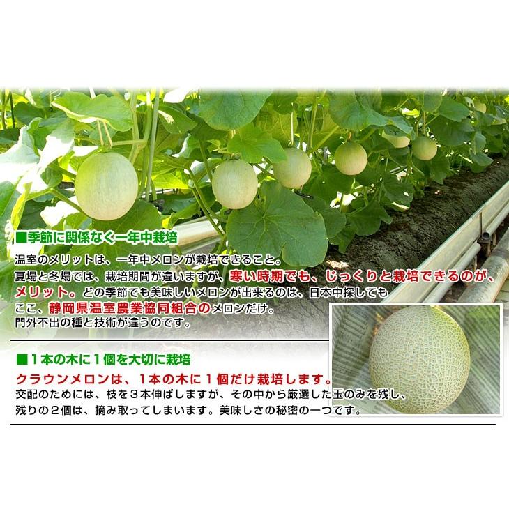 静岡県より産地直送 静岡県温室農業協同組合クラウンメロン支所 クラウンメロン 白 7.5キロ (6玉) 送料無料 メロン めろん|sanchokudayori|07